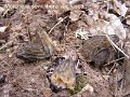 Morchella semilibera var.fusca-amf2089